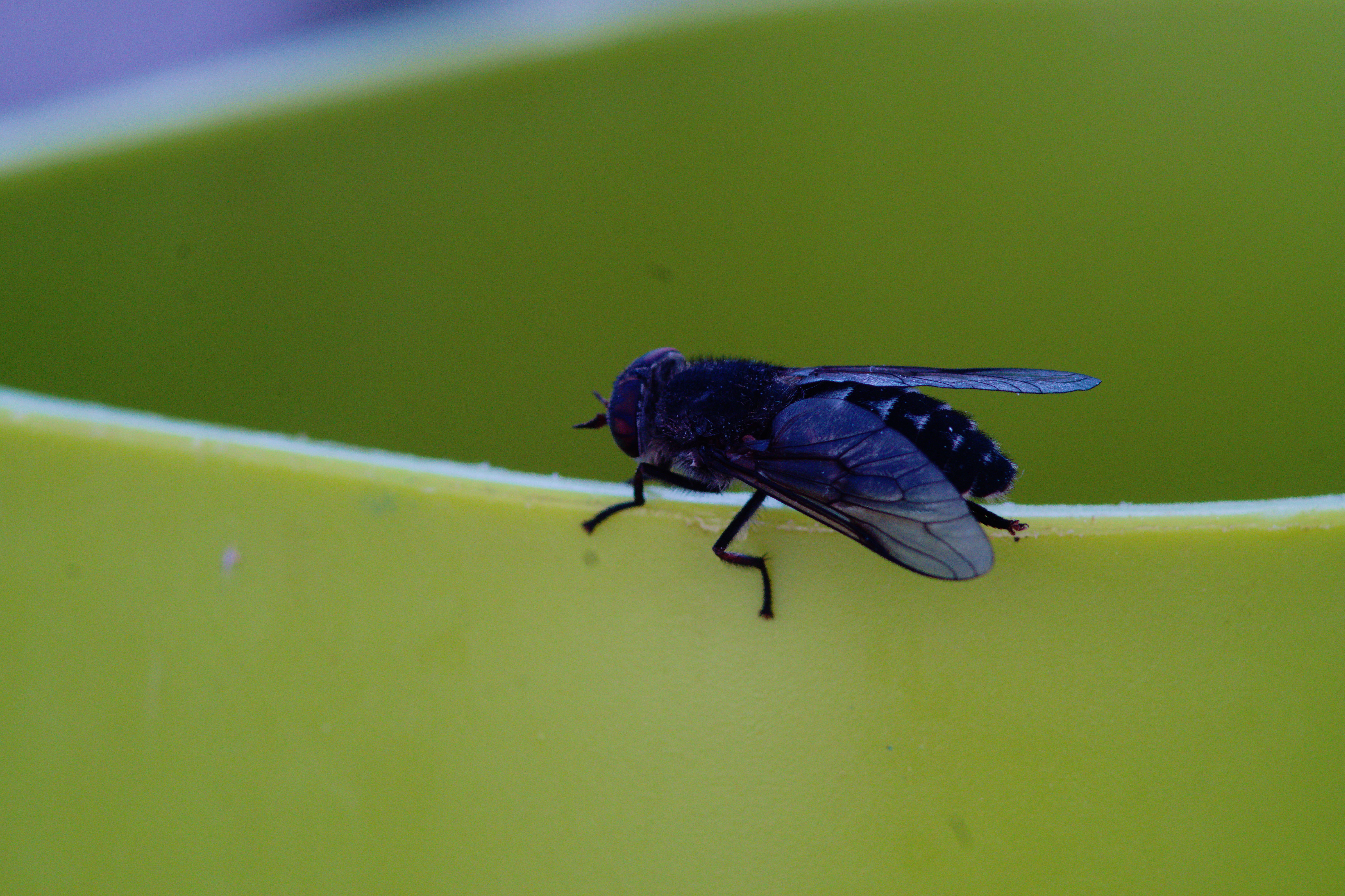 Insect
