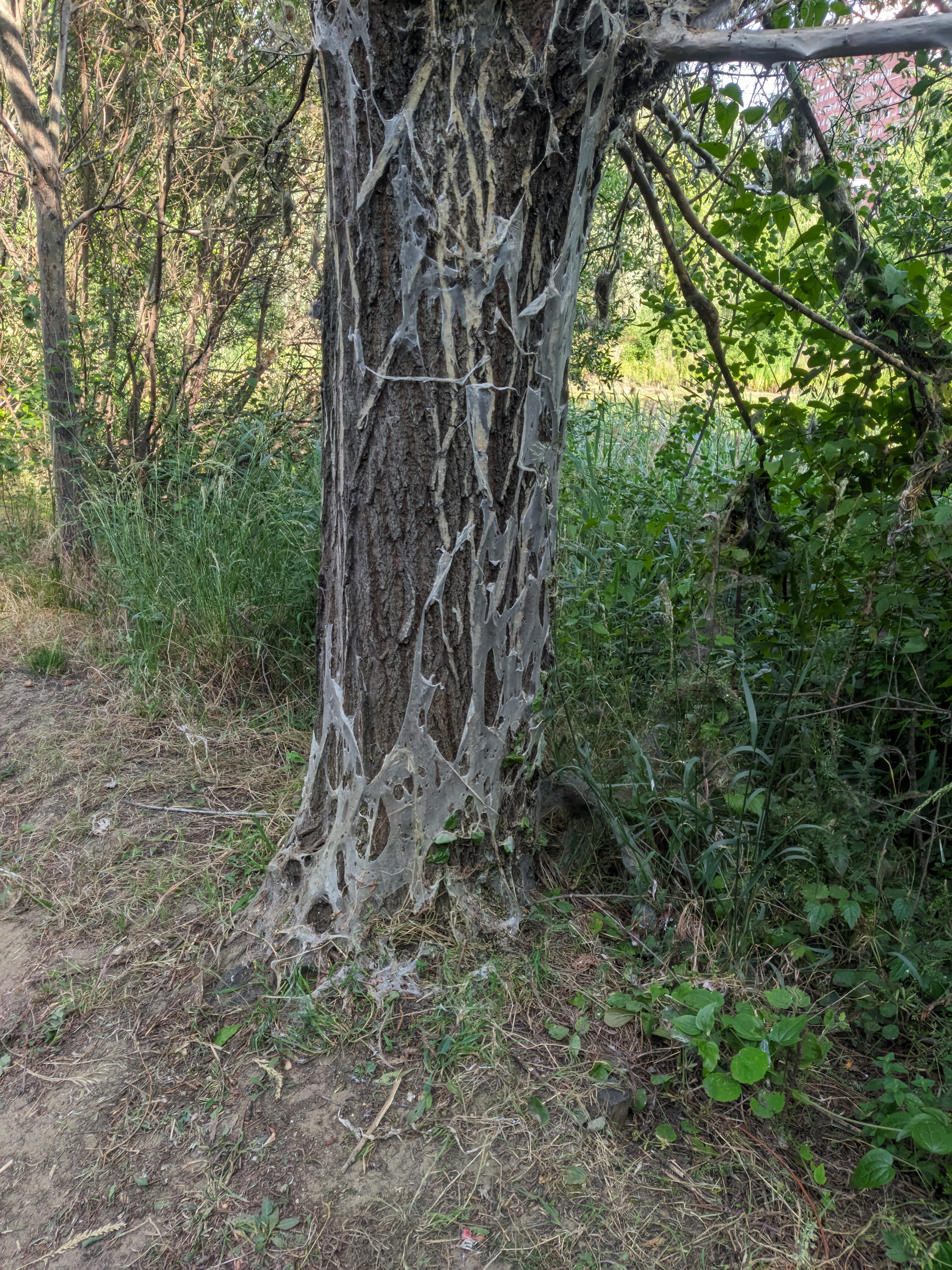 Oneplus 8t...