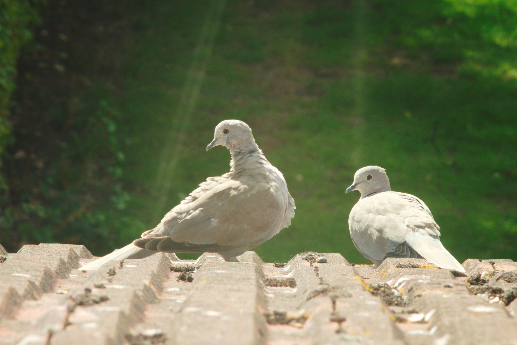 Birds