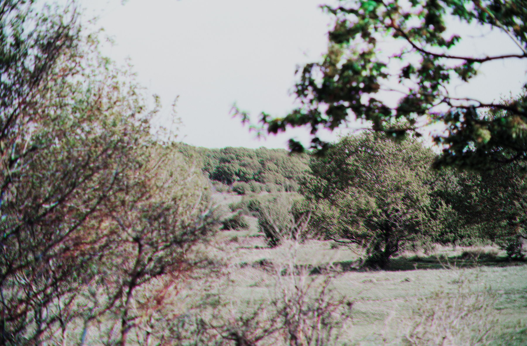 Landscape 1